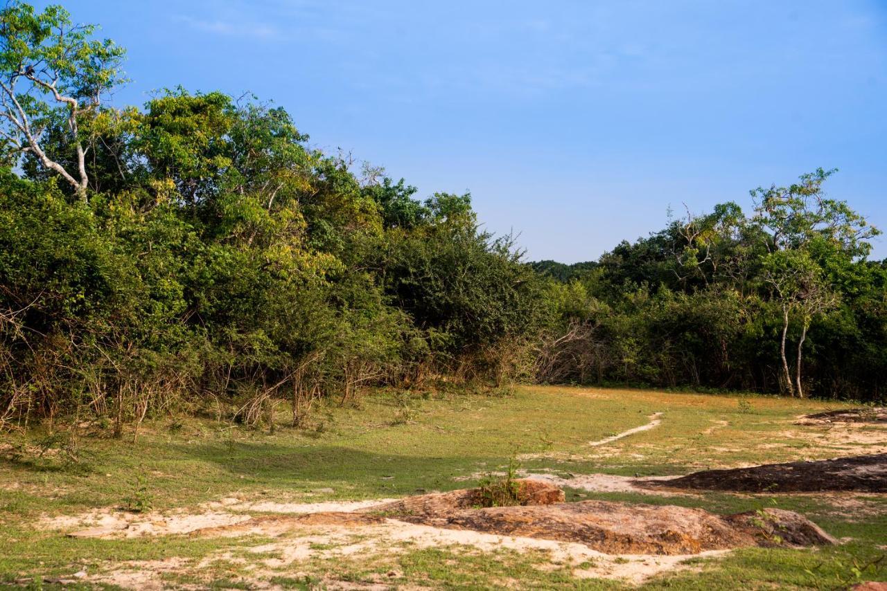 Wild Trails By Suri Yala